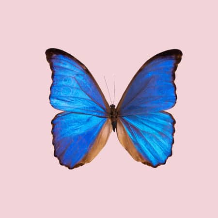 Rückführung Reinkarnationstherapie, Schmetterling nach der Transformation